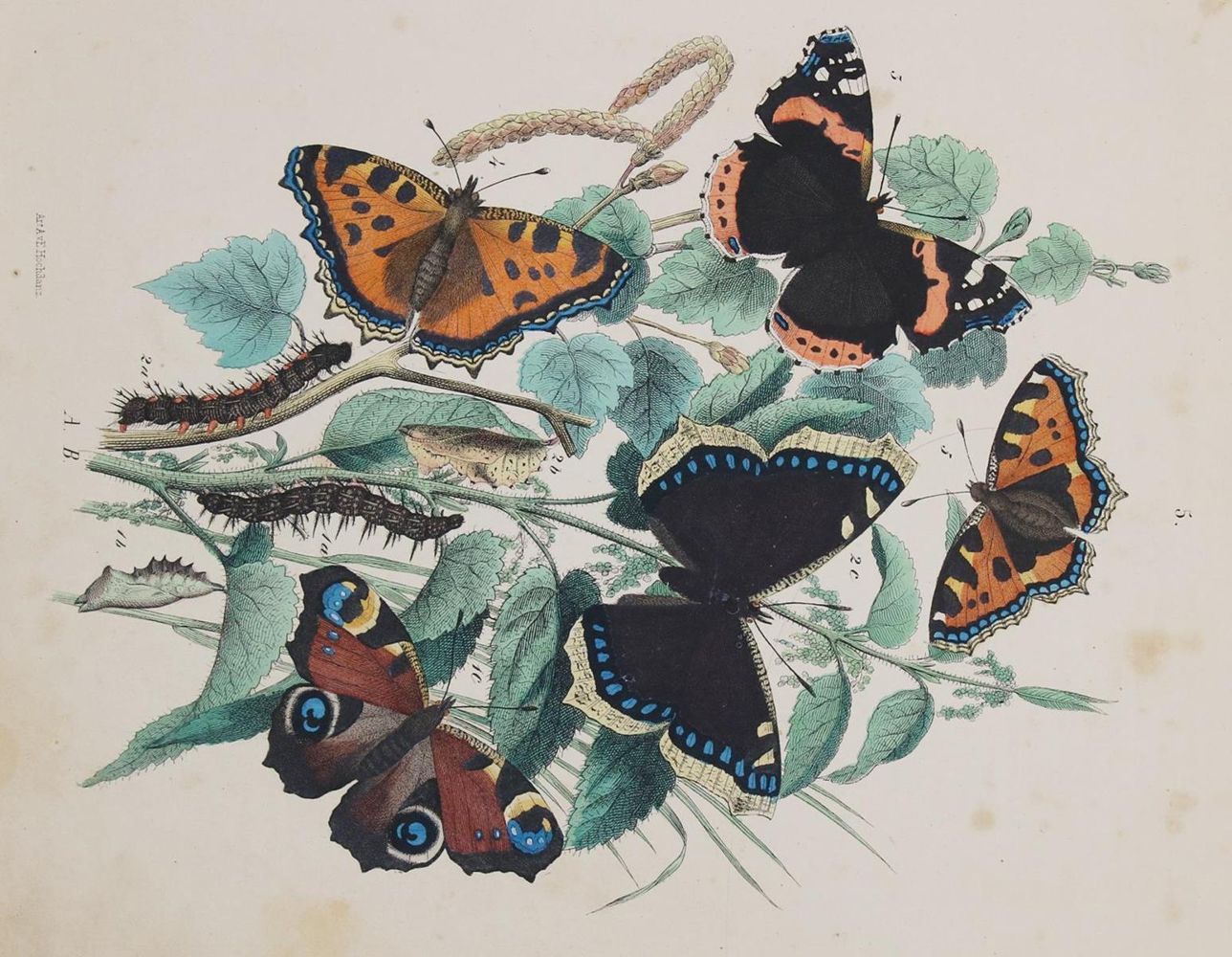 Große Abbildung Nr.1: 135-2849 Schmetterlinge.: (Varia, Zoologie)