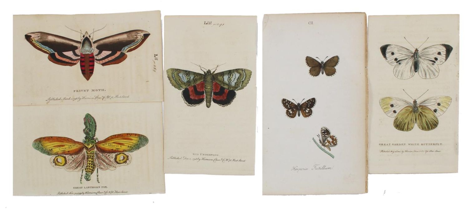 Große Abbildung Nr.2: 135-2849 Schmetterlinge.: (Varia, Zoologie)