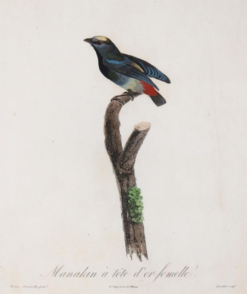 Große Abbildung Nr.1: 135-2852 Vögel.: (Varia, Zoologie)