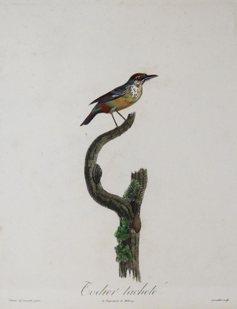 Große Abbildung Nr.2: 135-2852 Vögel.: (Varia, Zoologie)