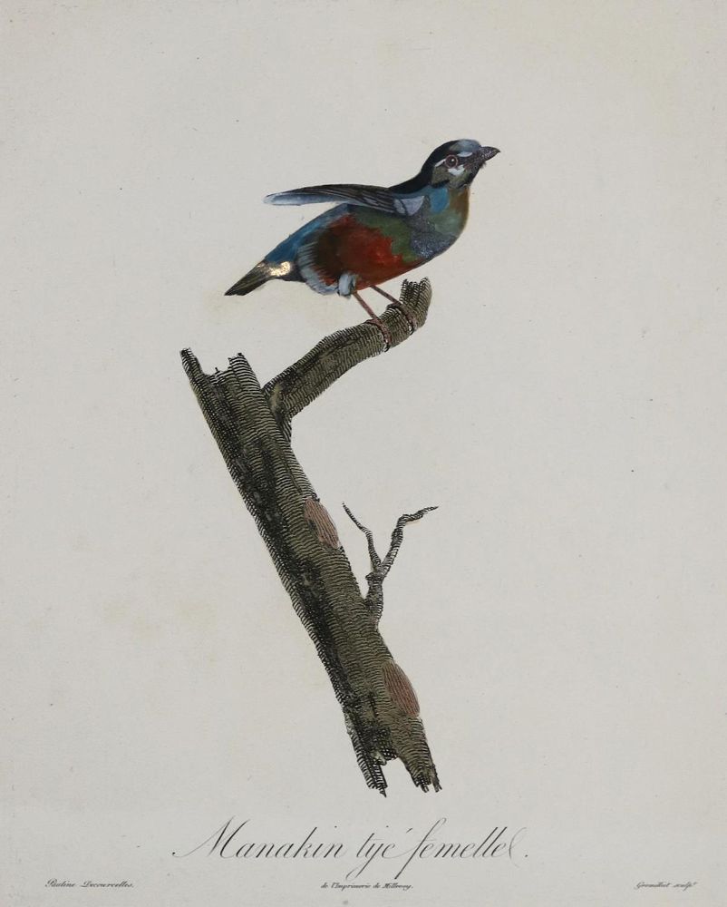 Große Abbildung Nr.3: 135-2852 Vögel.: (Varia, Zoologie)