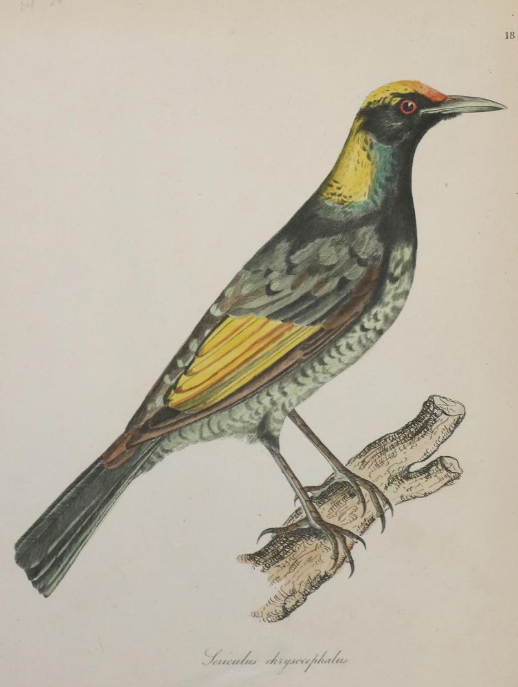 Große Abbildung Nr.1: 135-2853 Vögel.: (Varia, Zoologie)