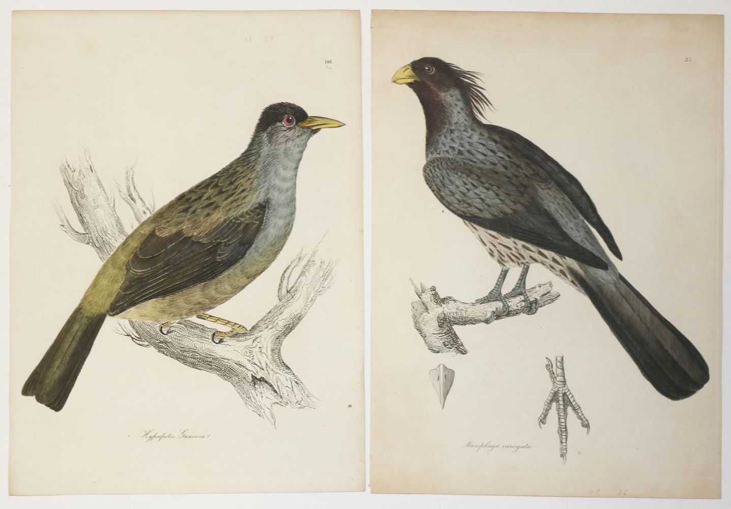 Große Abbildung Nr.2: 135-2853 Vögel.: (Varia, Zoologie)