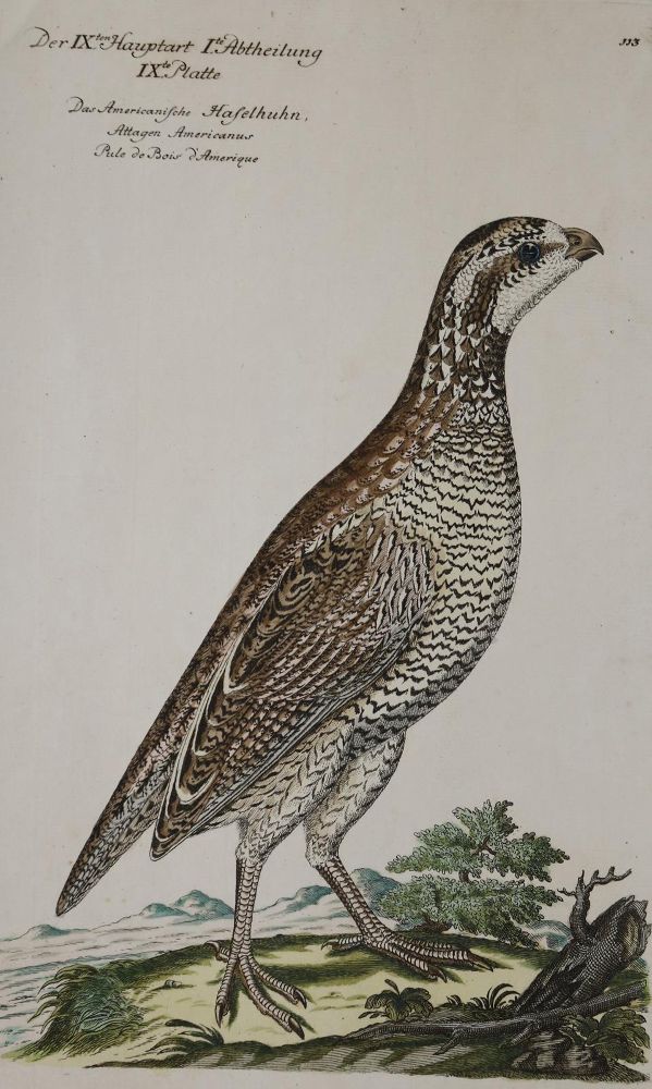 Große Abbildung Nr.1: 135-2854 8 Bll.: (Varia, Zoologie, Vögel)