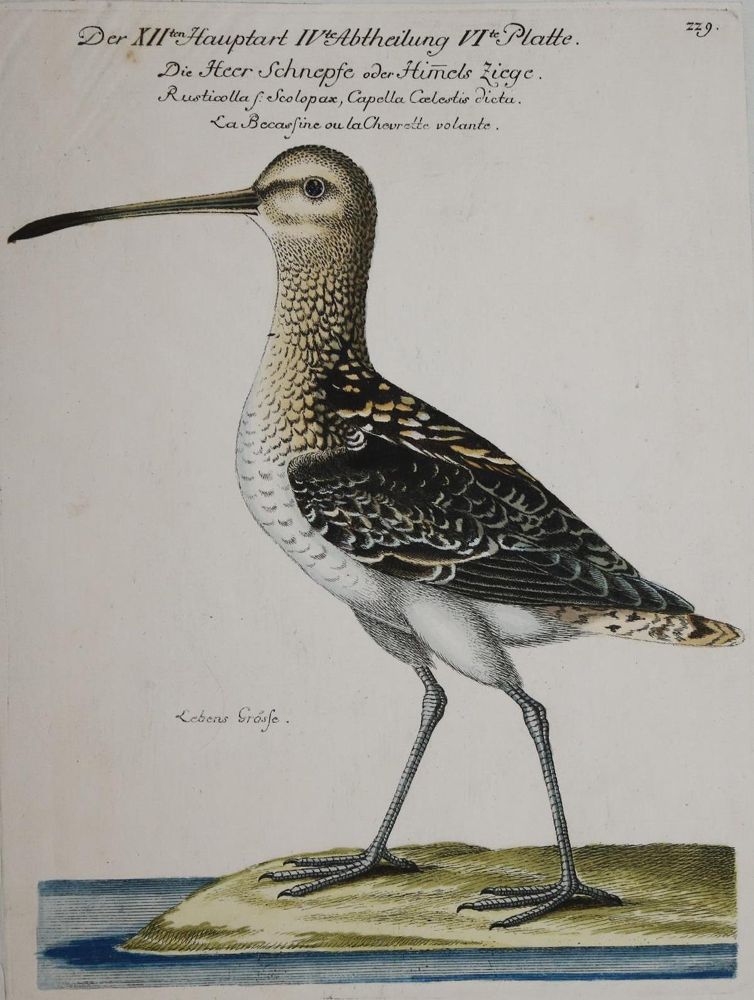 Große Abbildung Nr.2: 135-2854 8 Bll.: (Varia, Zoologie, Vögel)