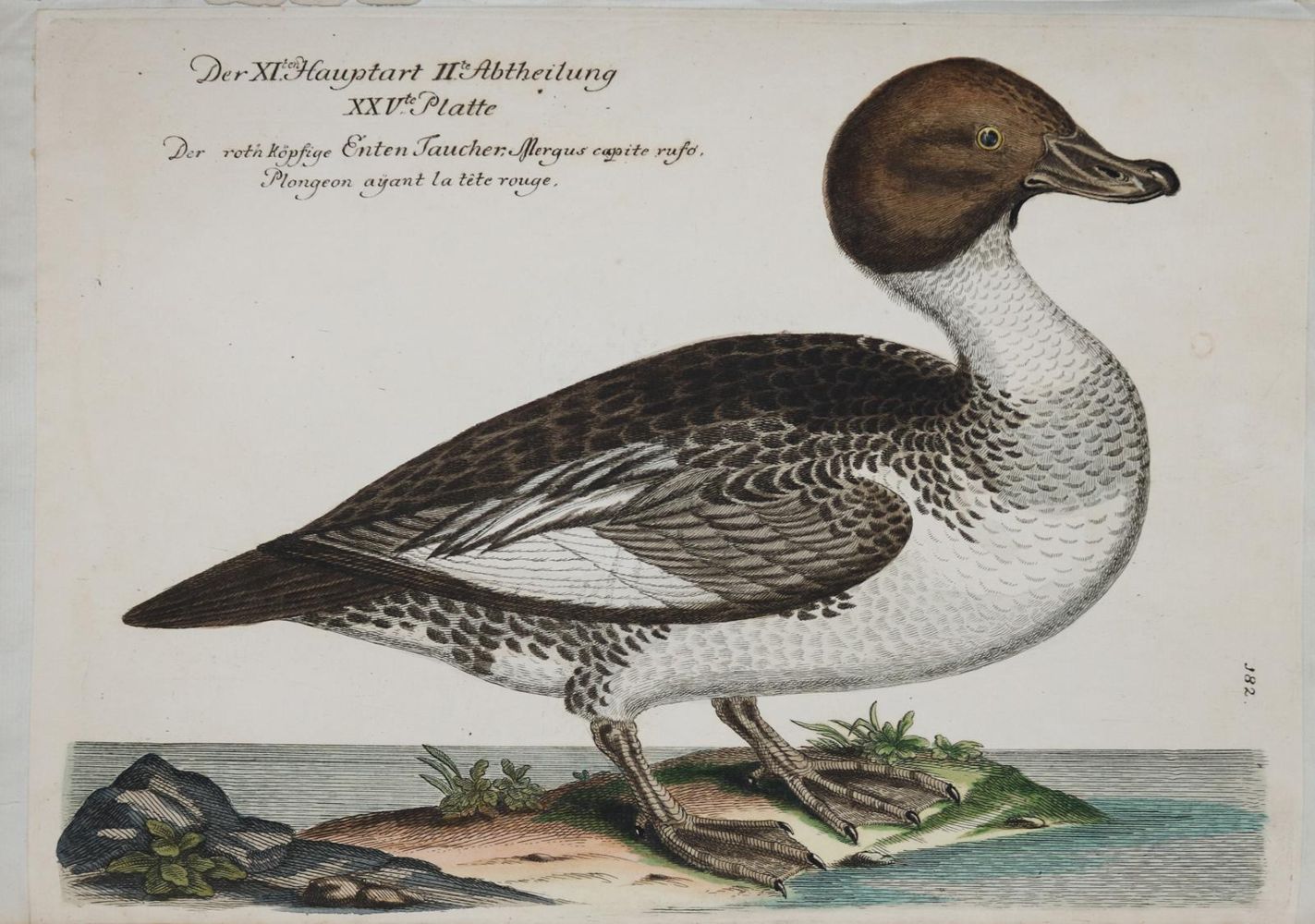 Große Abbildung Nr.3: 135-2854 8 Bll.: (Varia, Zoologie, Vögel)