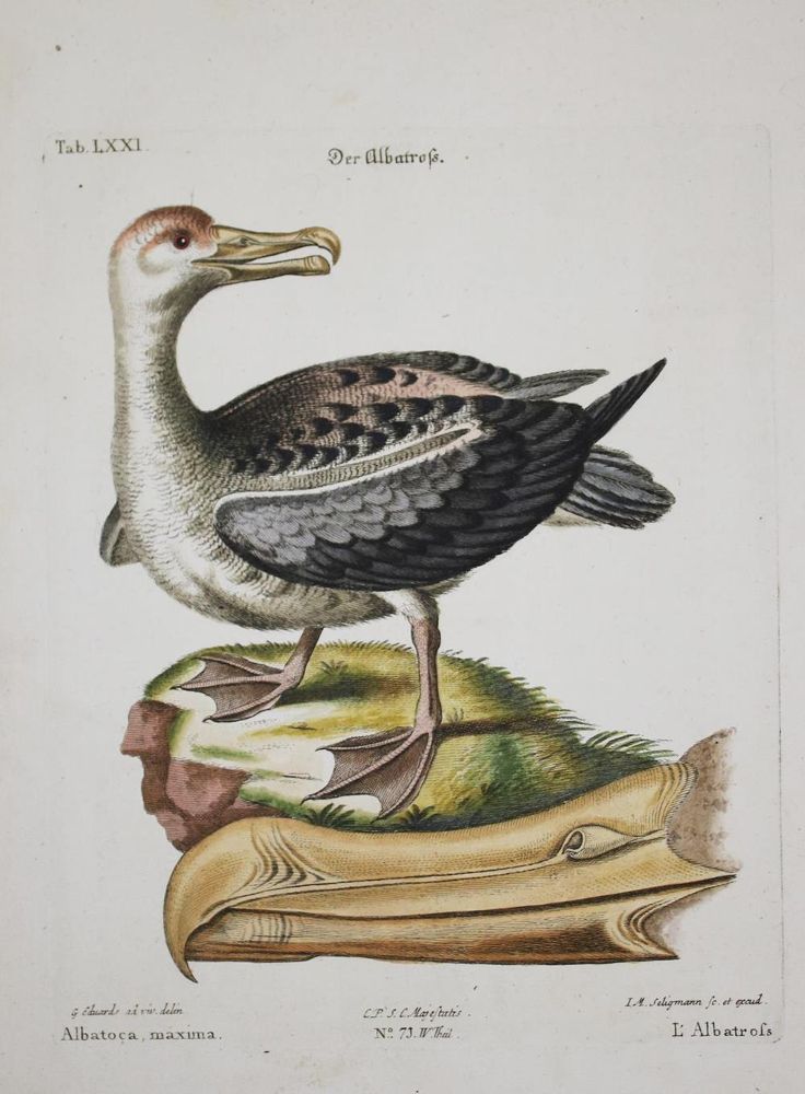 Große Abbildung Nr.1: 135-2855 Albatross: (Varia, Zoologie, Vögel)