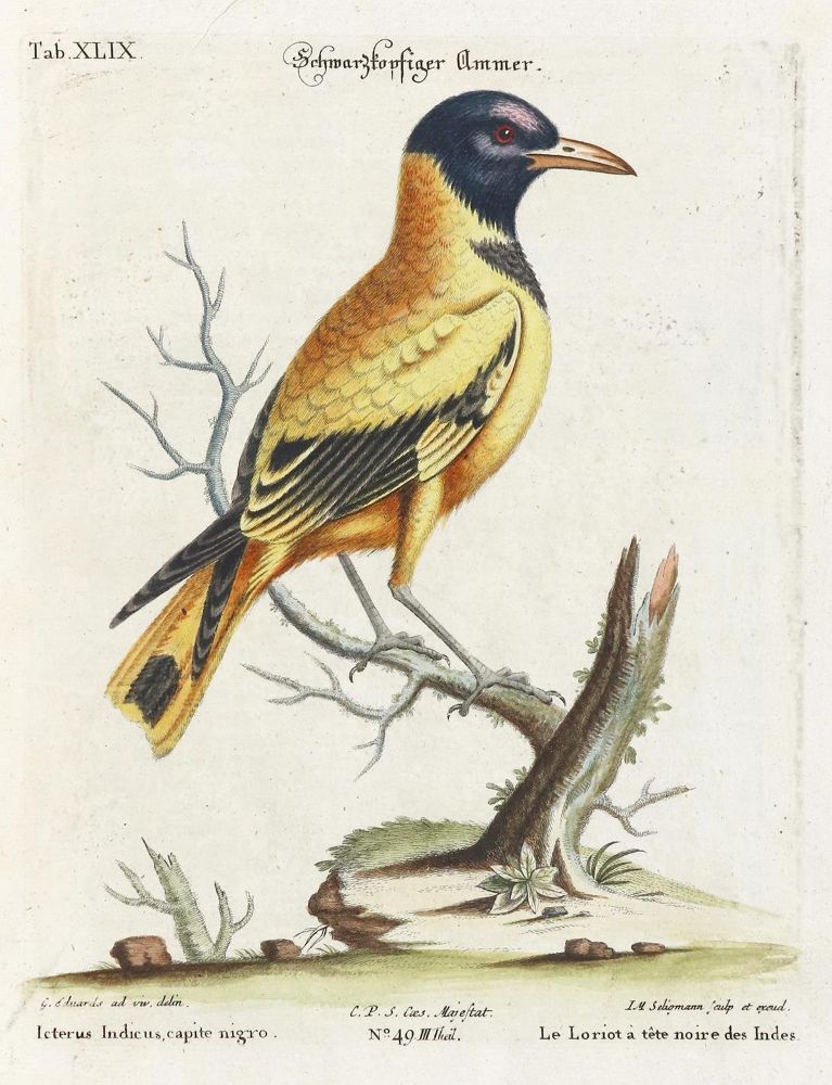 Große Abbildung Nr.1: 135-2857 Ammer.: (Varia, Zoologie, Vögel)