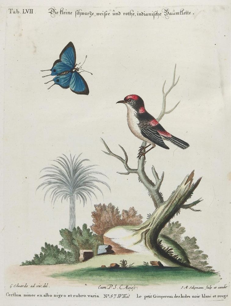 Große Abbildung Nr.1: 135-2859 Baumläufer.: (Varia, Zoologie, Vögel)