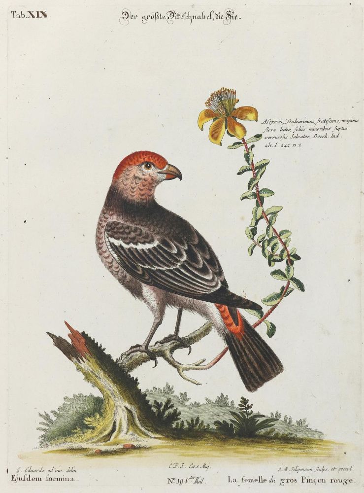 Große Abbildung Nr.1: 135-2861 Dickschnabel.: (Varia, Zoologie, Vögel)