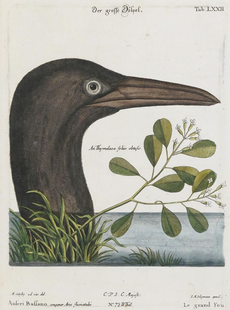 Große Abbildung Nr.1: 135-2864 Dölpel: (Varia, Zoologie, Vögel)