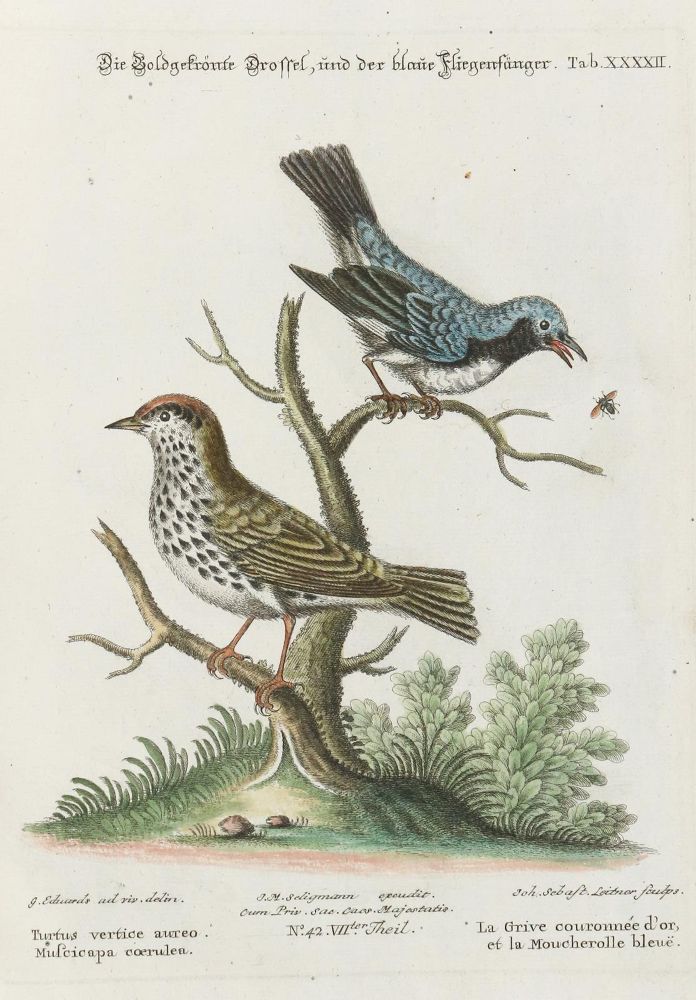 Große Abbildung Nr.1: 135-2868 Drossel.: (Varia, Zoologie, Vögel)