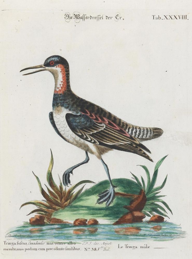 Große Abbildung Nr.1: 135-2869 Drossel.: (Varia, Zoologie, Vögel)