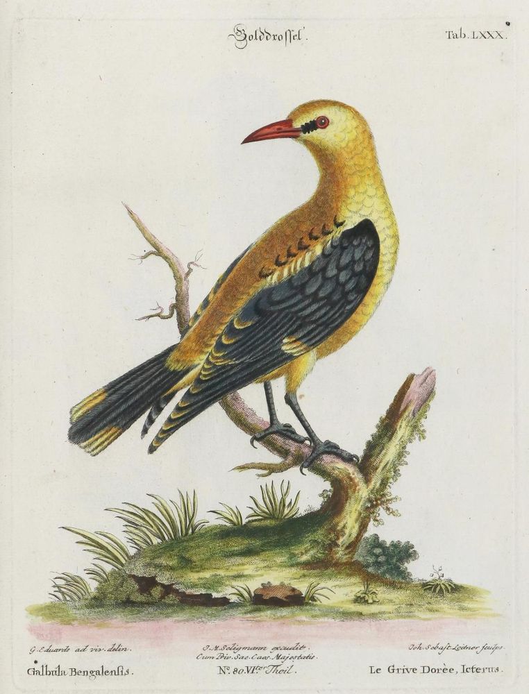 Große Abbildung Nr.1: 135-2870 Drossel.: (Varia, Zoologie, Vögel)