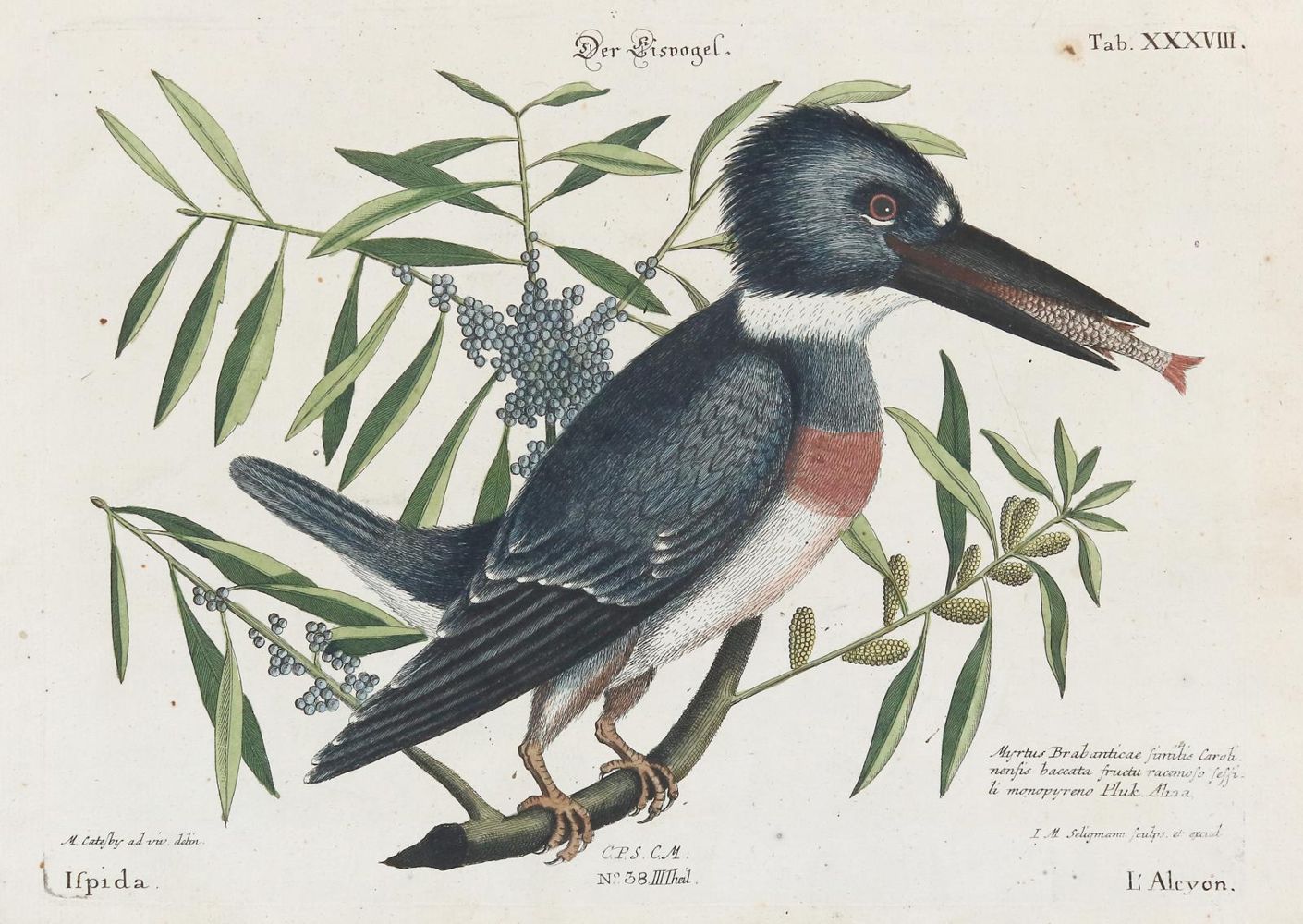 Große Abbildung Nr.1: 135-2871 Eisvogel.: (Varia, Zoologie, Vögel)