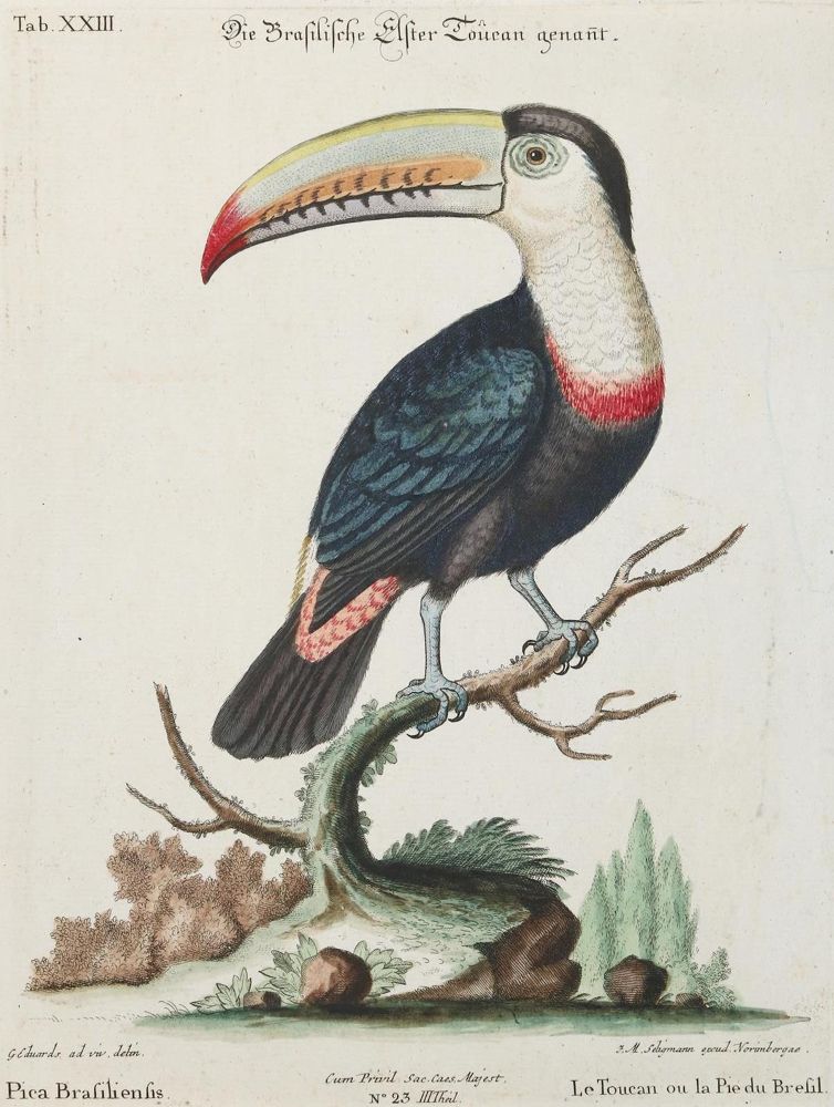Große Abbildung Nr.1: 135-2872 Elster.: (Varia, Zoologie, Vögel)