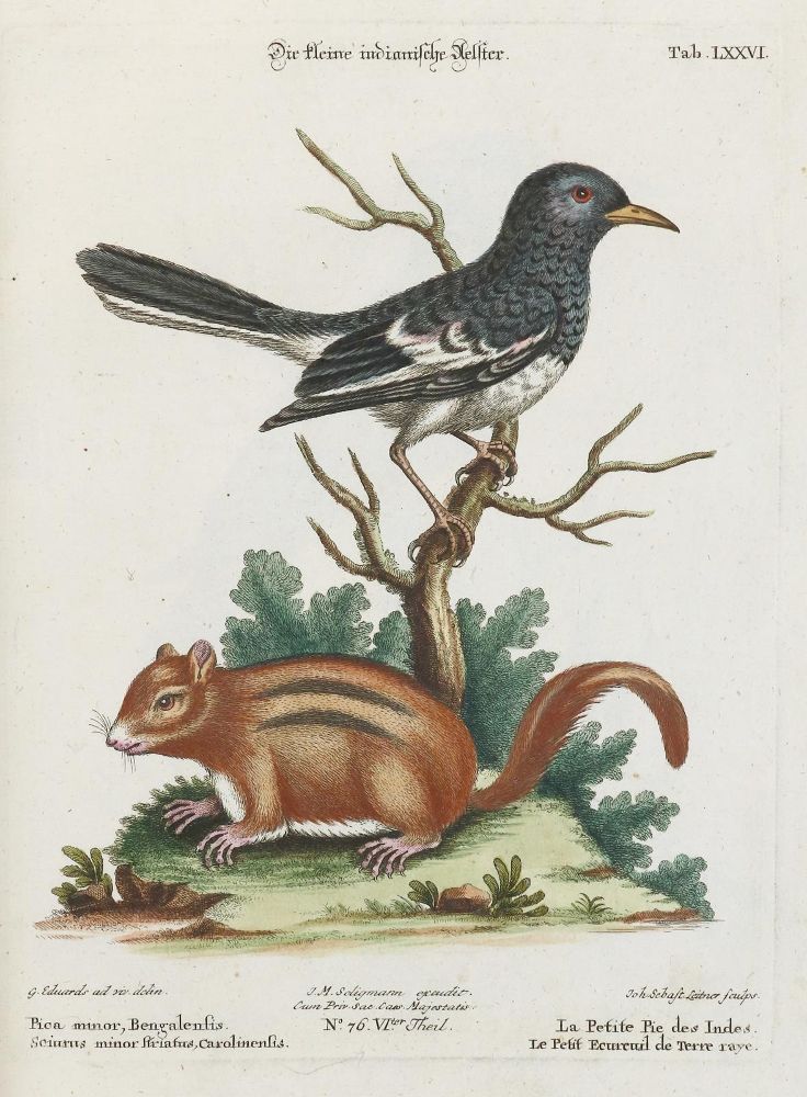 Große Abbildung Nr.1: 135-2873 Elster.: (Varia, Zoologie, Vögel)