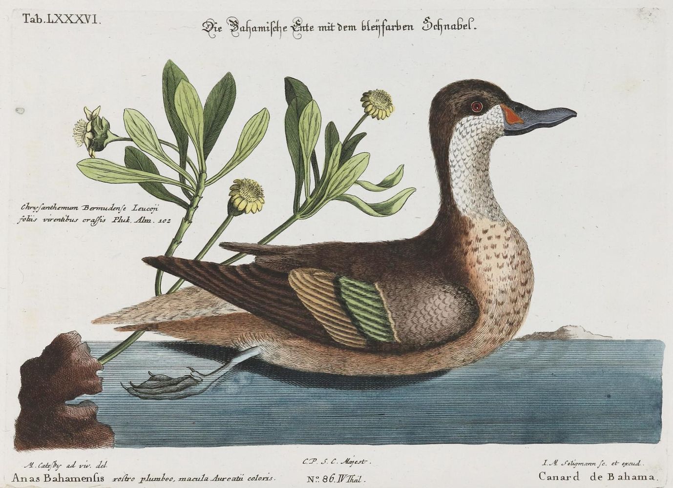 Große Abbildung Nr.1: 135-2876 Ente.: (Varia, Zoologie, Vögel)
