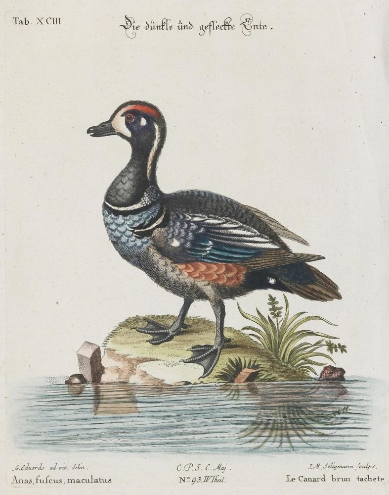 Große Abbildung Nr.1: 135-2878 Ente.: (Varia, Zoologie, Vögel)