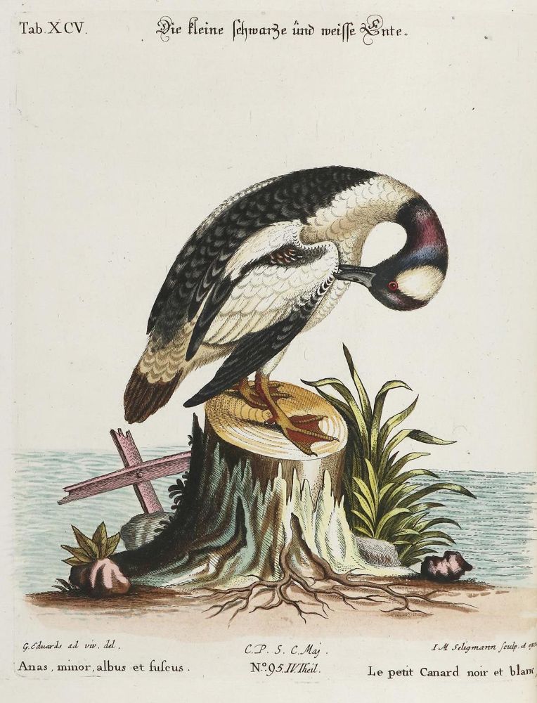 Große Abbildung Nr.1: 135-2883 Ente.: (Varia, Zoologie, Vögel)
