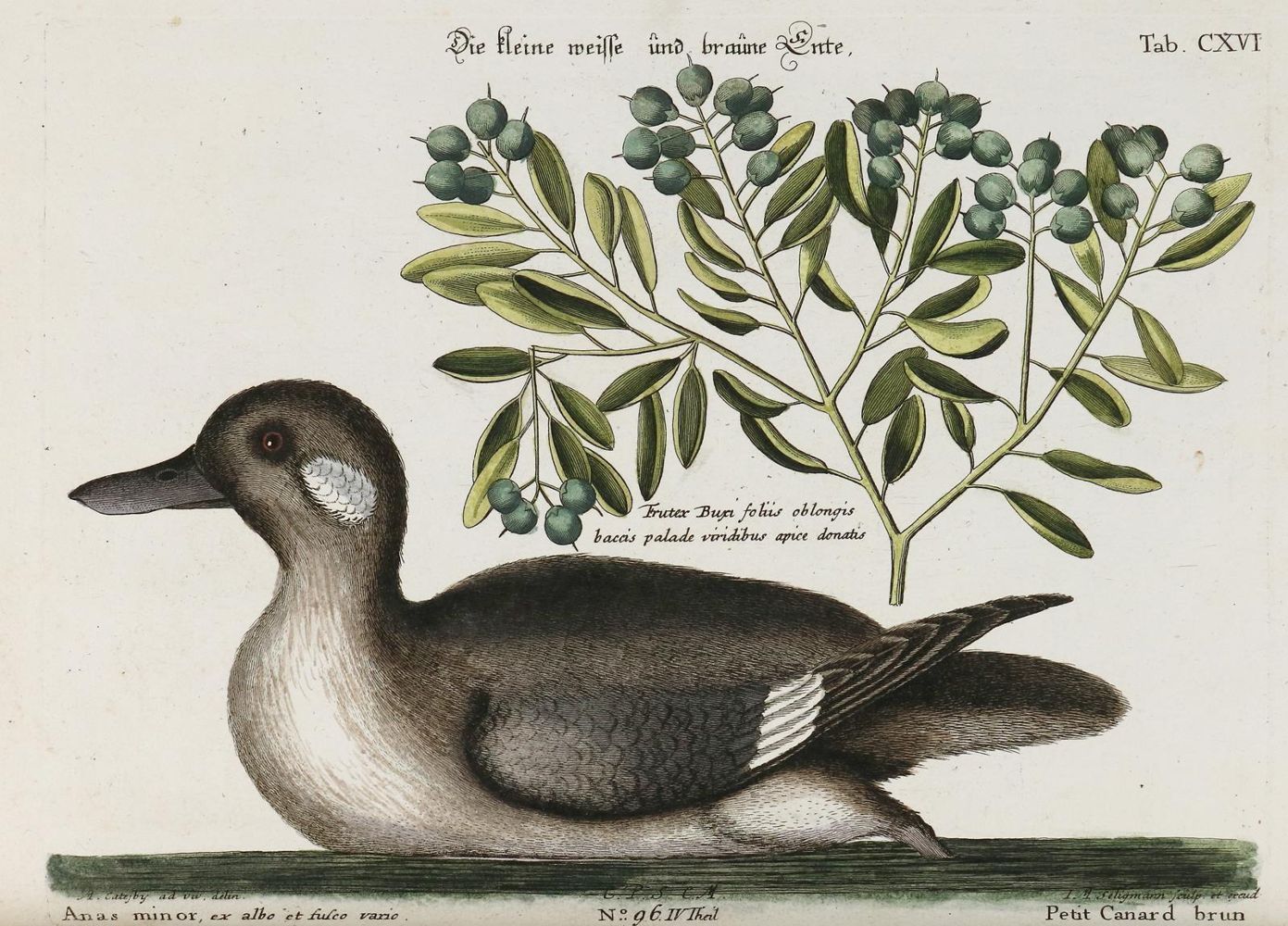 Große Abbildung Nr.1: 135-2884 Ente.: (Varia, Zoologie, Vögel)
