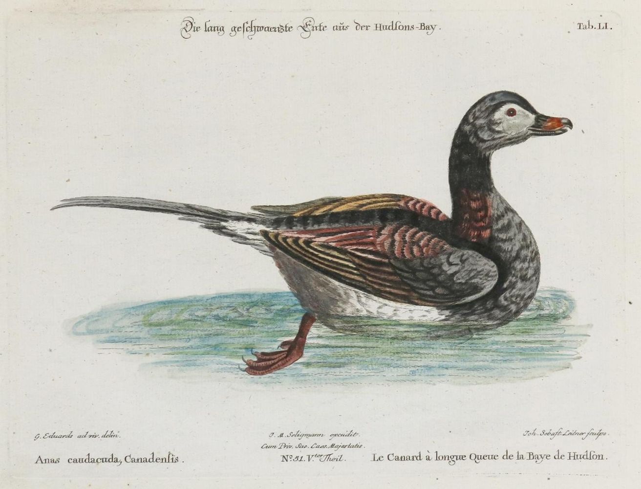 Große Abbildung Nr.1: 135-2885 Ente.: (Varia, Zoologie, Vögel)