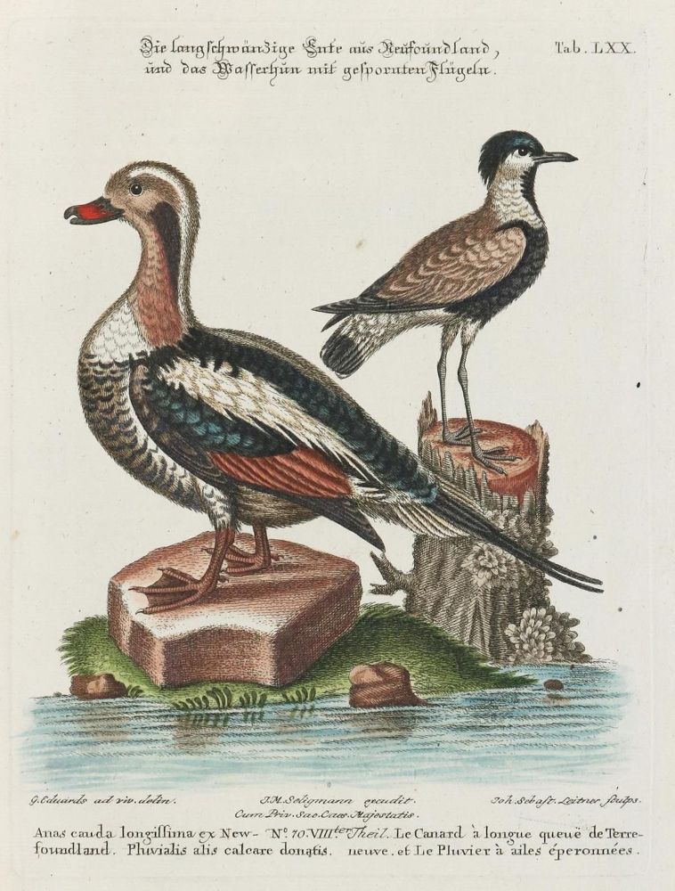 Große Abbildung Nr.1: 135-2886 Ente.: (Varia, Zoologie, Vögel)