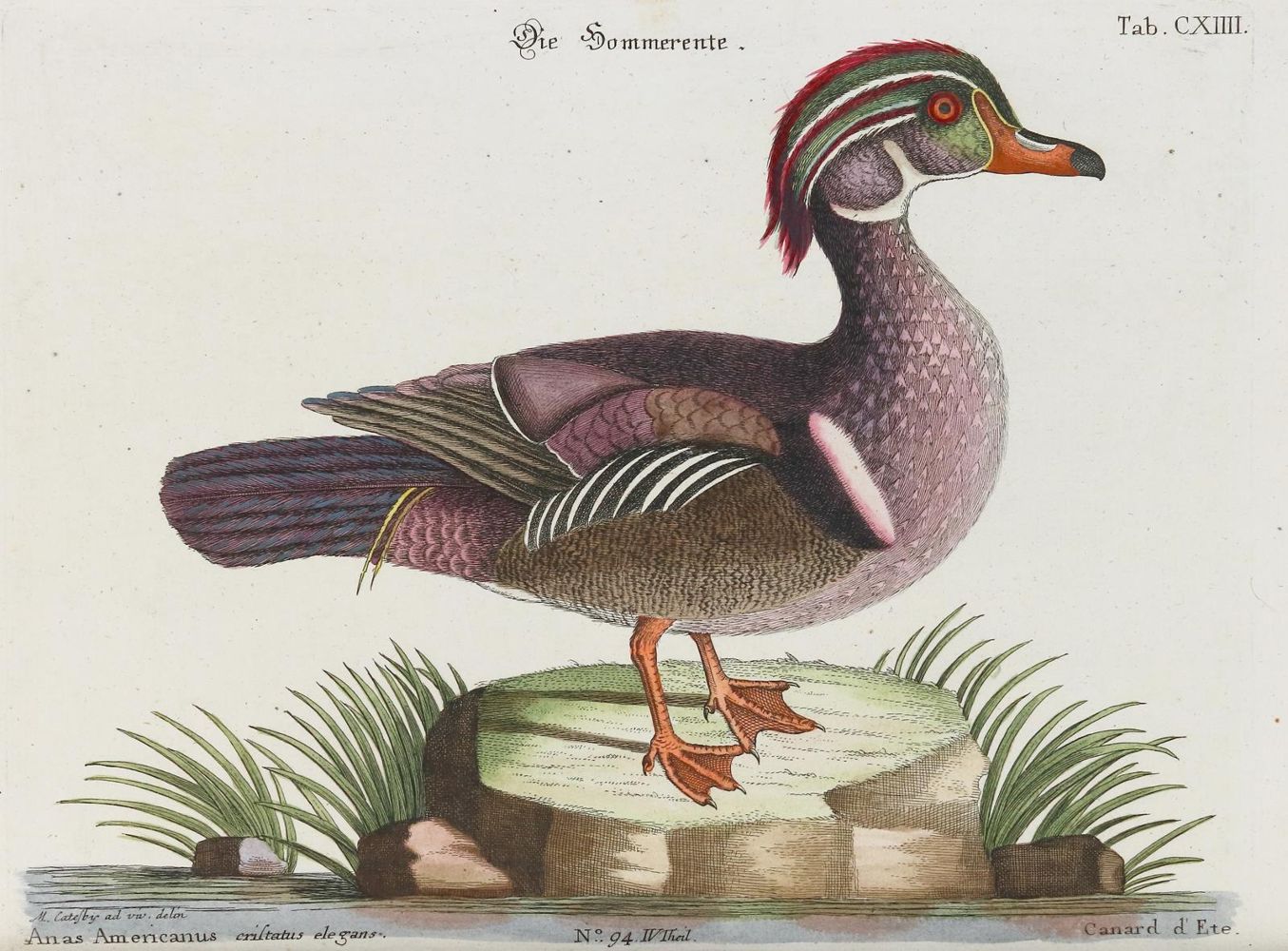 Große Abbildung Nr.1: 135-2888 Ente.: (Varia, Zoologie, Vögel)