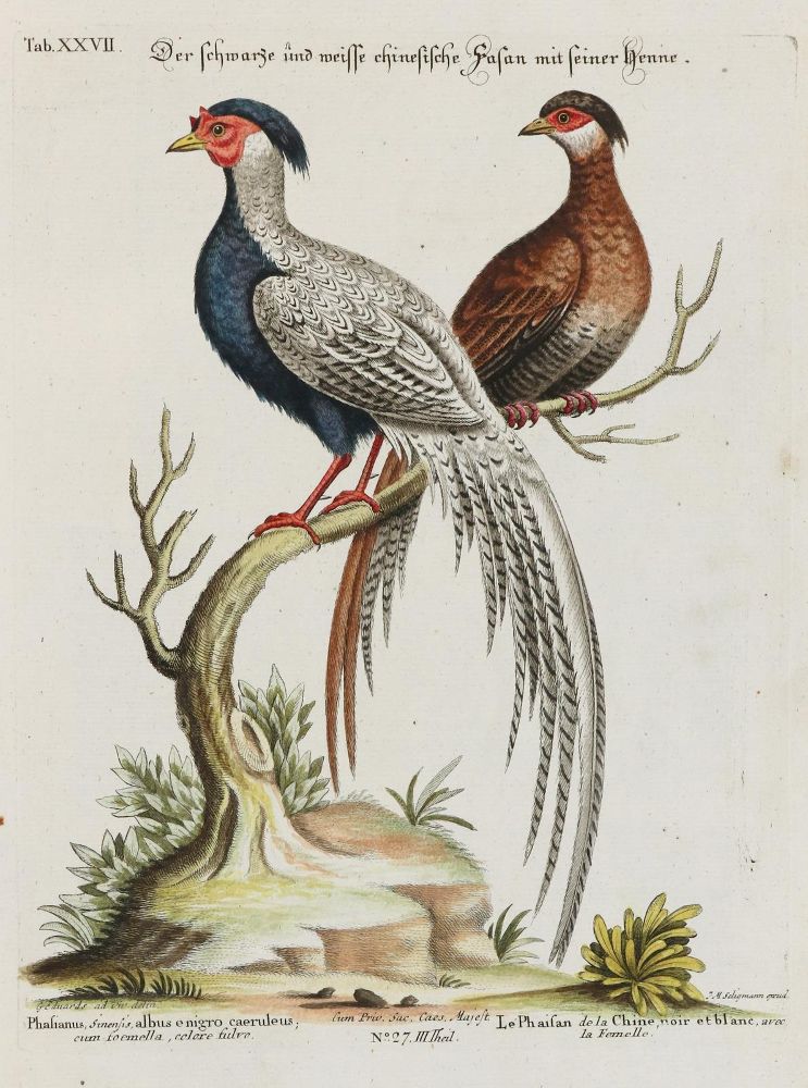Große Abbildung Nr.1: 135-2893 Fasan.: (Varia, Zoologie, Vögel)