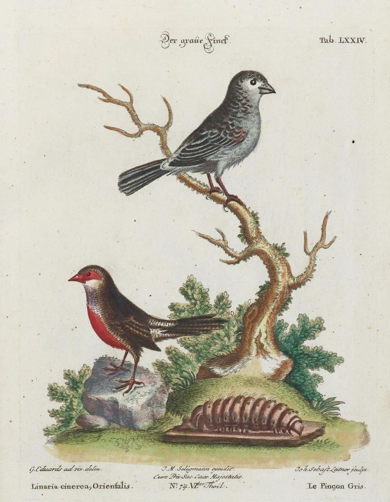 Große Abbildung Nr.1: 135-2895 Fink.: (Varia, Zoologie, Vögel)