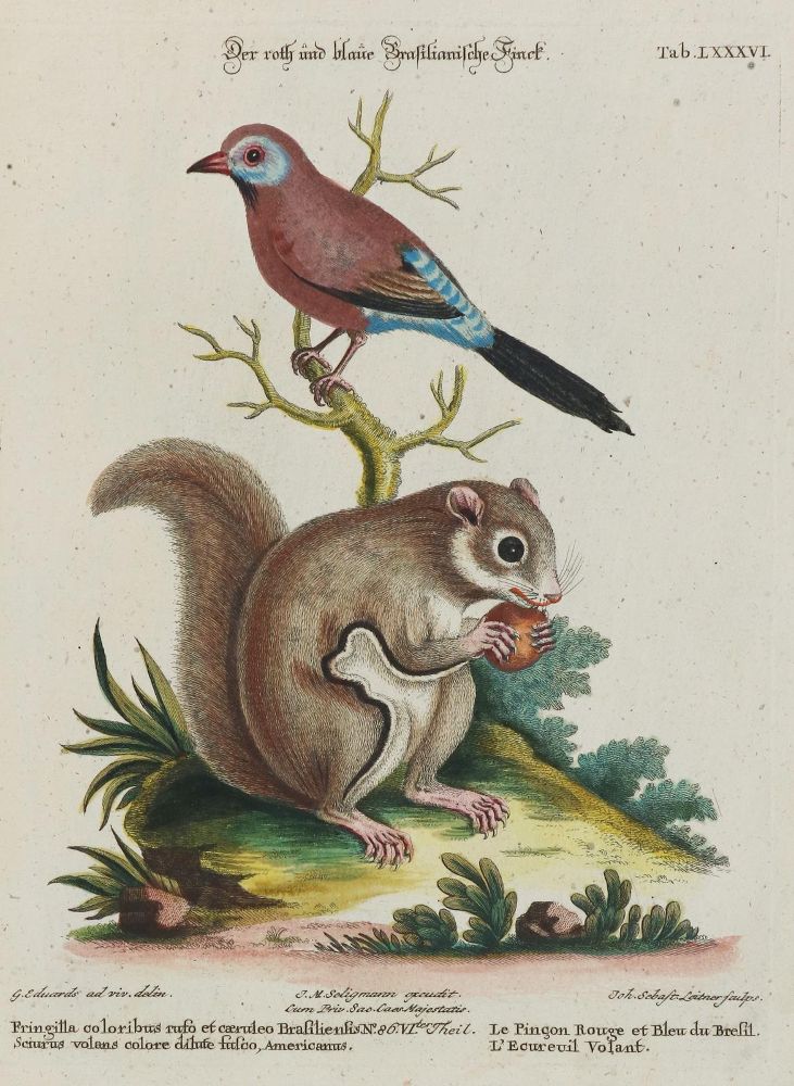 Große Abbildung Nr.1: 135-2897 Fink.: (Varia, Zoologie, Vögel)