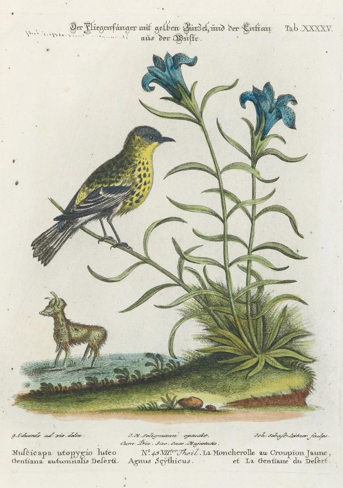 Große Abbildung Nr.1: 135-2899 Fliegenfänger.: (Varia, Zoologie, Vögel)