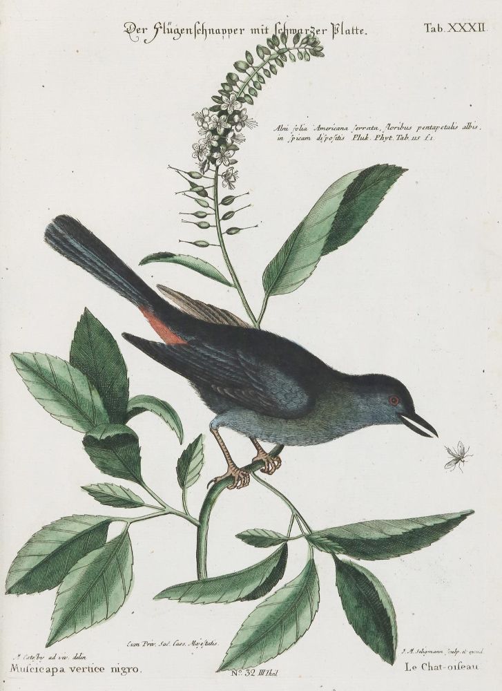 Große Abbildung Nr.1: 135-2901 Fliegenschnäpper.: (Varia, Zoologie, Vögel)
