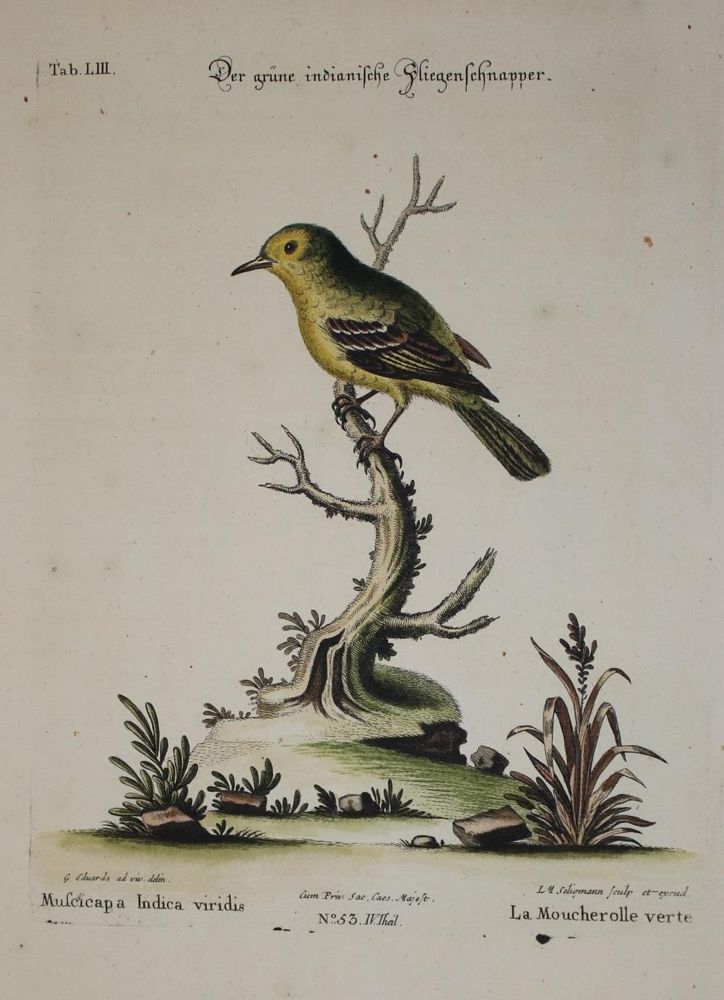 Große Abbildung Nr.1: 135-2902 Fliegenschnäpper.: (Varia, Zoologie, Vögel)