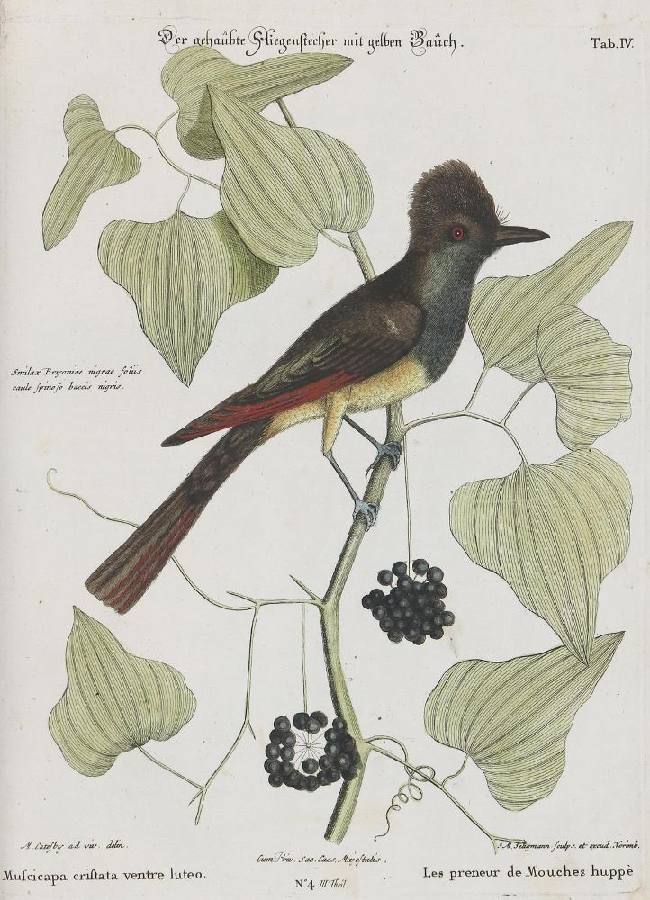 Große Abbildung Nr.1: 135-2904 Fliegenstecher.: (Varia, Zoologie, Vögel)