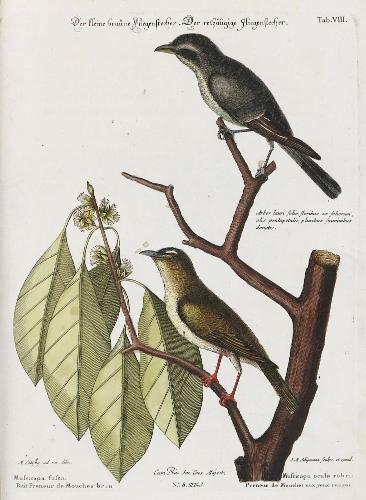 Große Abbildung Nr.1: 135-2905 Fliegenstecher.: (Varia, Zoologie, Vögel)