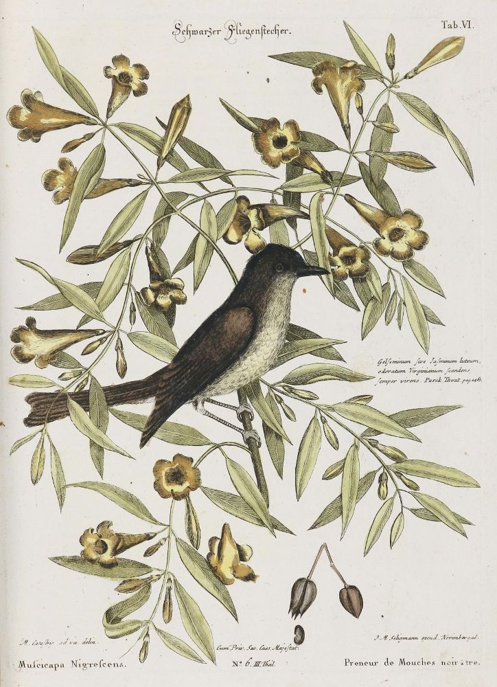 Große Abbildung Nr.1: 135-2907 Fliegenstecher.: (Varia, Zoologie, Vögel)