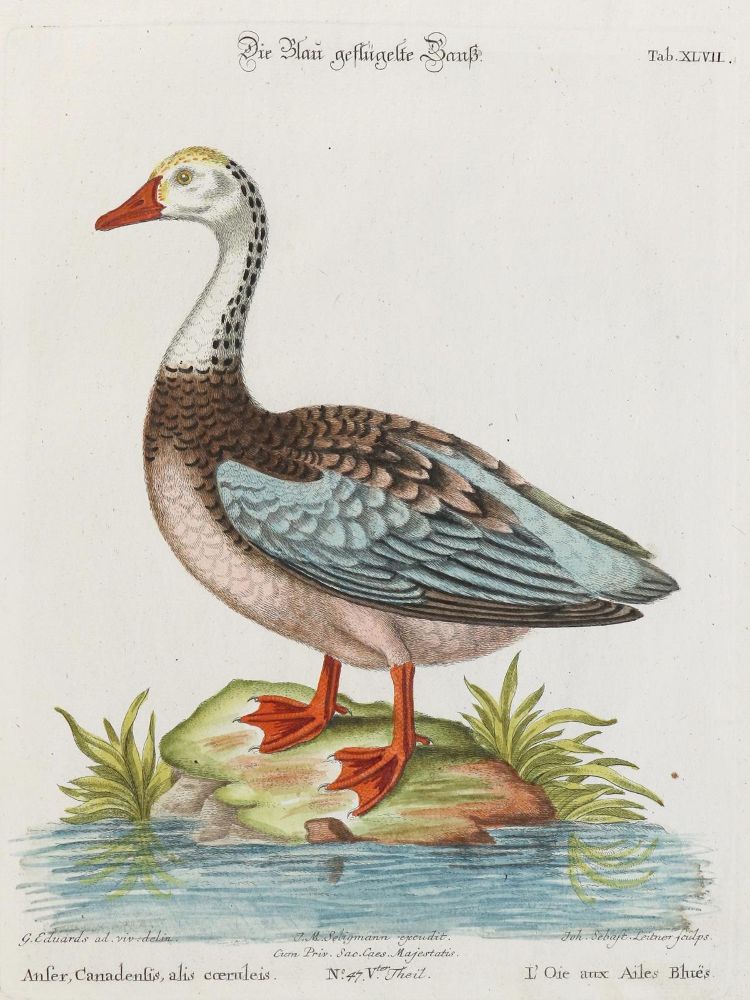 Große Abbildung Nr.1: 135-2908 Gans.: (Varia, Zoologie, Vögel)
