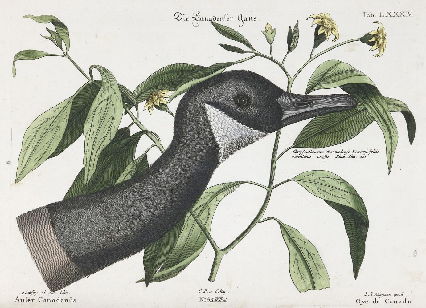 Große Abbildung Nr.1: 135-2909 Gans.: (Varia, Zoologie, Vögel)