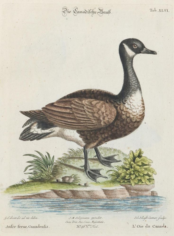 Große Abbildung Nr.1: 135-2910 Gans.: (Varia, Zoologie, Vögel)