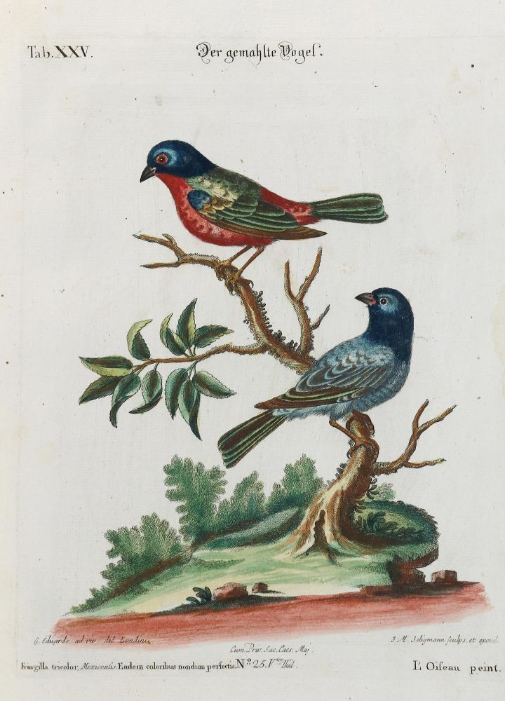 Große Abbildung Nr.1: 135-2912 Gemahlter Vogel.: (Varia, Zoologie, Vögel)