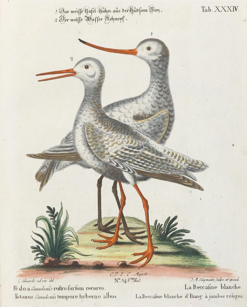 Große Abbildung Nr.1: 135-2914 Haselhuhn: (Varia, Zoologie, Vögel)