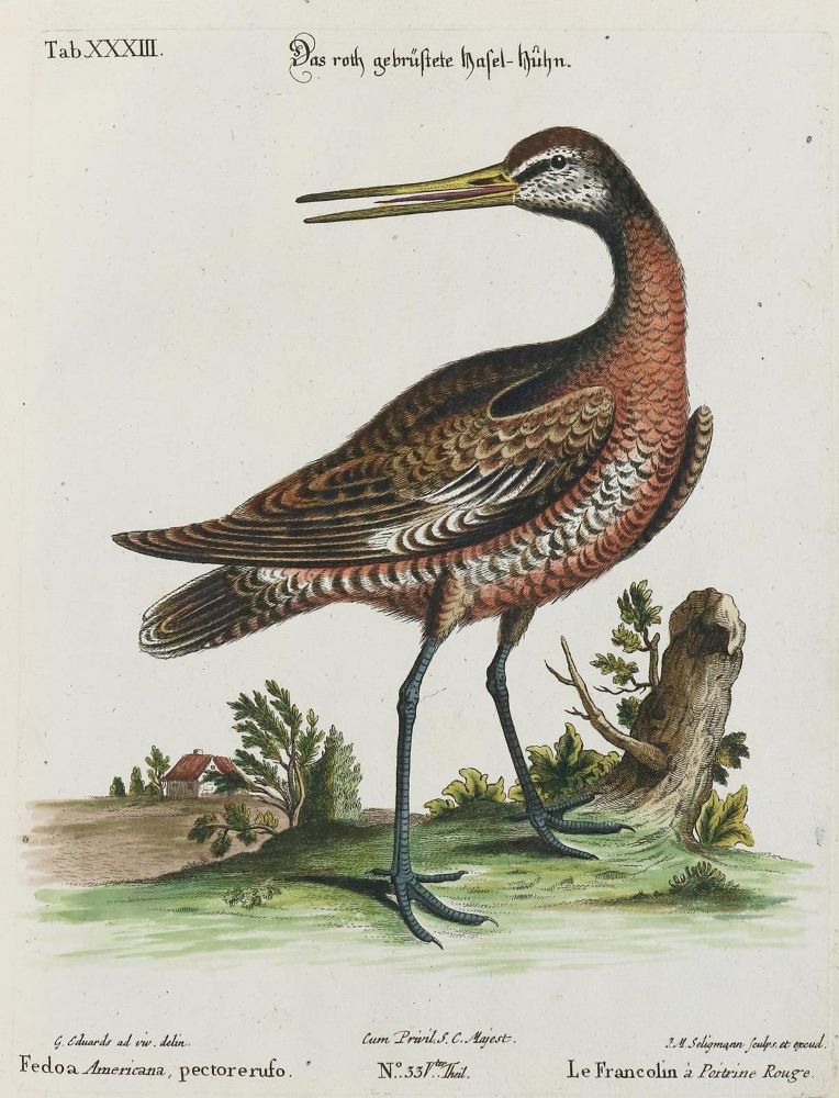 Große Abbildung Nr.1: 135-2916 Haselhuhn.: (Varia, Zoologie, Vögel)