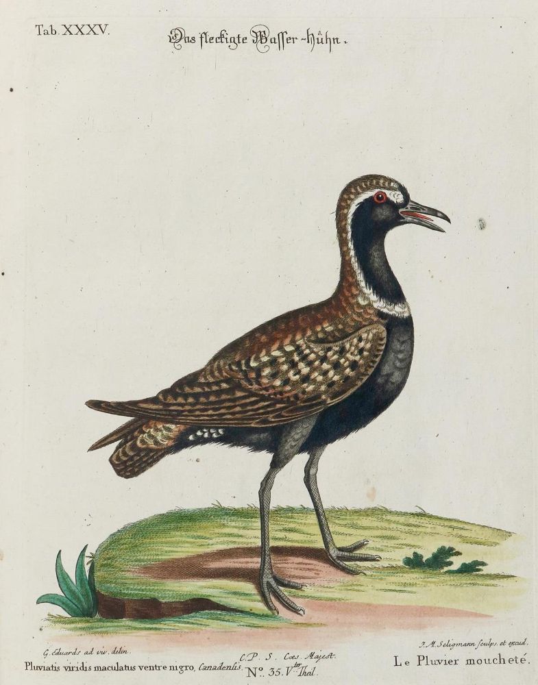 Große Abbildung Nr.1: 135-2919 Huhn.: (Varia, Zoologie, Vögel)