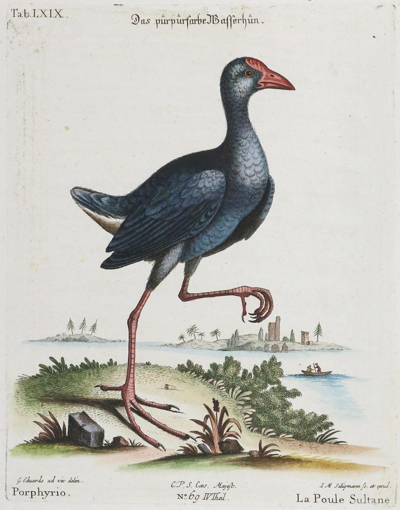 Große Abbildung Nr.1: 135-2920 Huhn.: (Varia, Zoologie, Vögel)