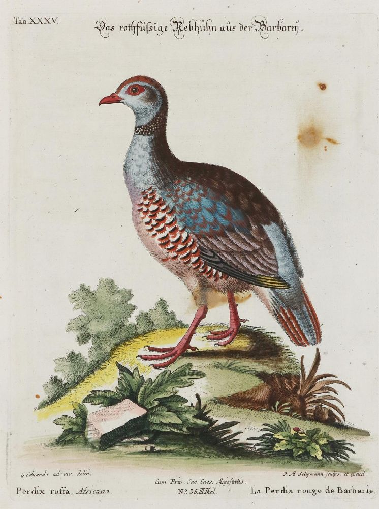 Große Abbildung Nr.1: 135-2921 Huhn.: (Varia, Zoologie, Vögel)