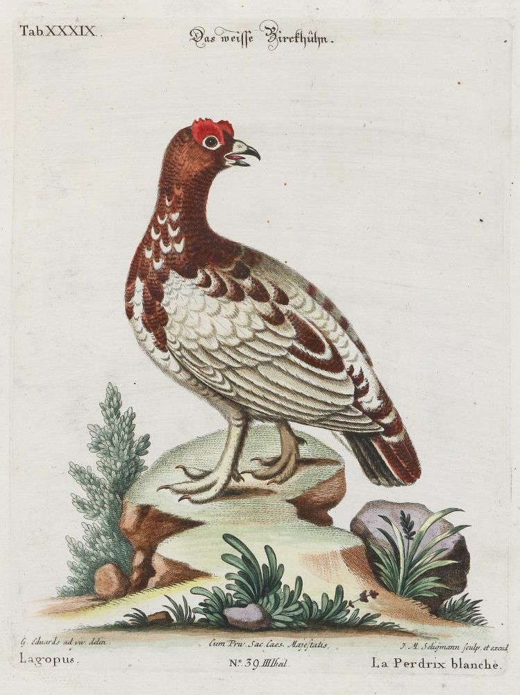 Große Abbildung Nr.1: 135-2922 Huhn.: (Varia, Zoologie, Vögel)