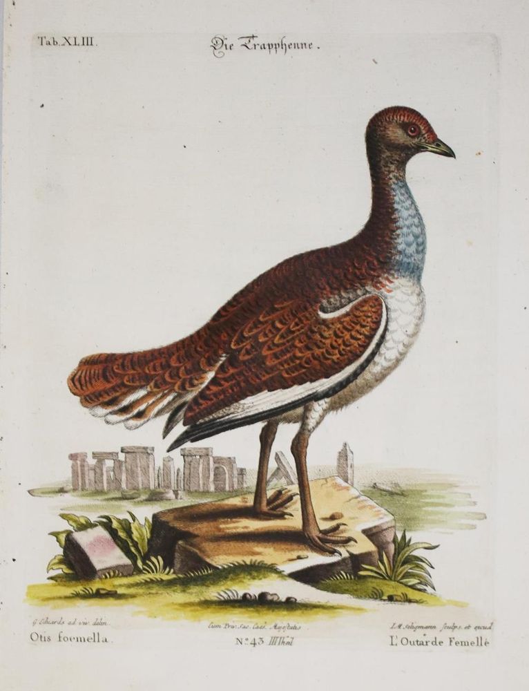 Große Abbildung Nr.1: 135-2924 Huhn.: (Varia, Zoologie, Vögel)
