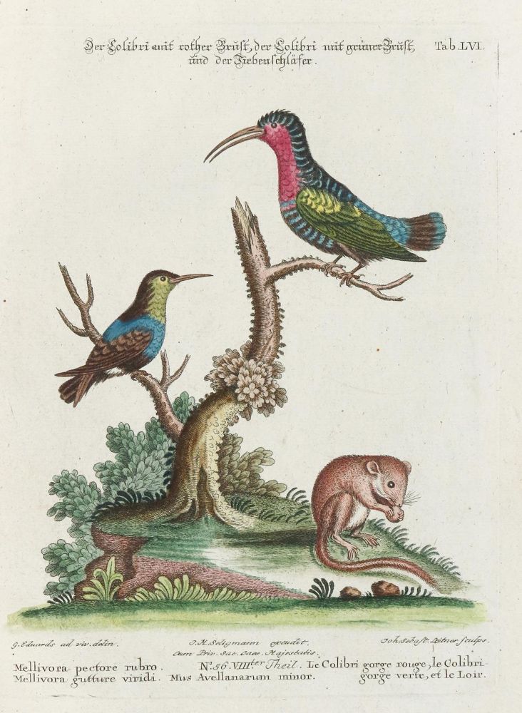 Große Abbildung Nr.1: 135-2926 Kolibri.: (Varia, Zoologie, Vögel)
