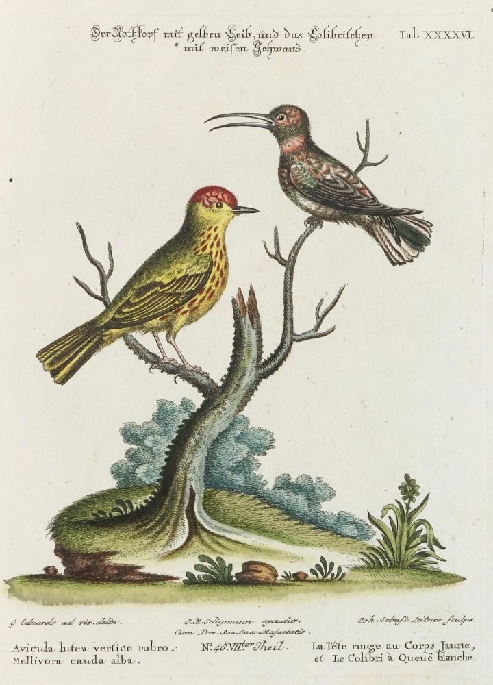 Große Abbildung Nr.1: 135-2927 Kolibri.: (Varia, Zoologie, Vögel)
